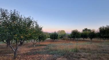 Fava Camping