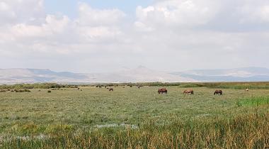 Sultan Sazlığı Milli Parkı