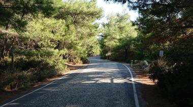 Teos Orman Piknik Alanı