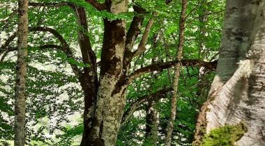 Ayıkayası Tabiat Parkı
