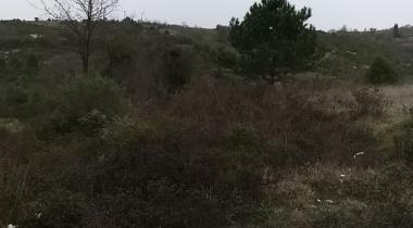 İncüvez Çamlığı Tabiat Parkı
