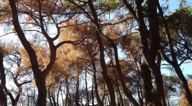 Teos Orman Piknik Alanı