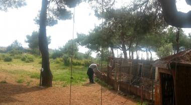 Teos Orman Piknik Alanı