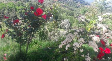 26 Ağustos Tabiat Parkı