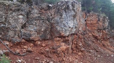 Antalya Koca Sedir Ağacı Tabiat Anıtı
