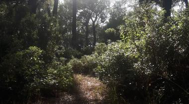 Çiçekli Tabiat Parkı