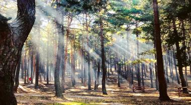 Çamkoru Tabiat Parkı
