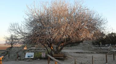 Troya Tarihi Milli Parkı