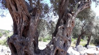 Teos Orman Piknik Alanı