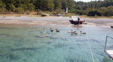 Porto Ceneviz Koyu