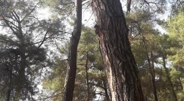 Çiçekli Tabiat Parkı