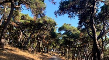 Büyükada Tabiat Parkı