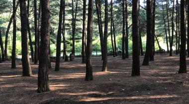Çiftmazı Tabiat Parkı