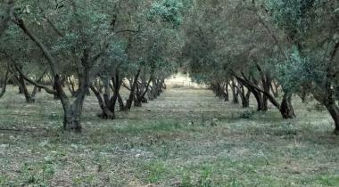 İzmir Teos Menengici Tabiat Anıtı