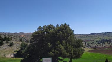 Konya Ağıl Ardıç Ağacı Tabiat Anıtı (Anıt Ardıç)