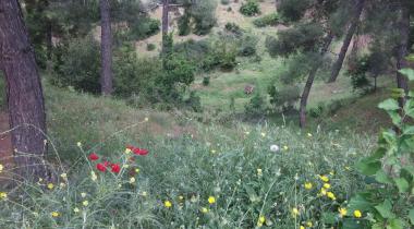 Hisar Çamlığı Tabiat Parkı