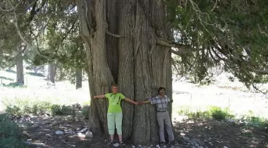 Isparta Söğüt Yaylası Ulu Ardıcı Tabiat Anıtı