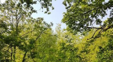 Sakarya İl Ormanı Tabiat Parkı