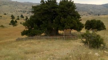 Konya Ağıl Ardıç Ağacı Tabiat Anıtı (Anıt Ardıç)