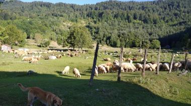 Zonguldak Gümeli Tabiat Anıtı