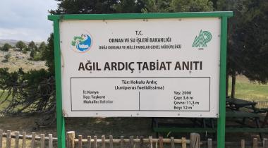 Konya Ağıl Ardıç Ağacı Tabiat Anıtı (Anıt Ardıç)