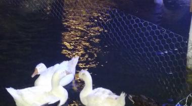 Bartın Karasu Şelaleleri