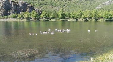Kuğulu Tabiat Parkı