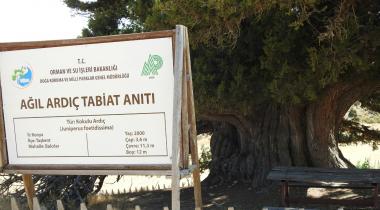 Konya Ağıl Ardıç Ağacı Tabiat Anıtı (Anıt Ardıç)
