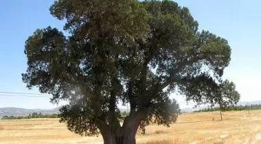 Isparta Yalnız Ardıç Tabiat Anıtı