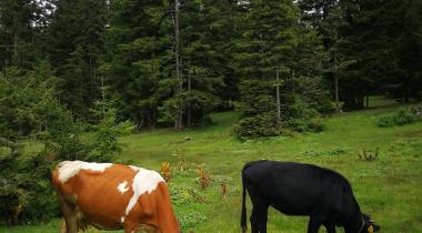 Kayabaşı Tabiat Parkı