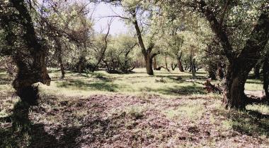 Örenönü Tabiat Parkı