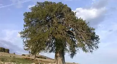 Isparta Yalnız Ardıç Tabiat Anıtı