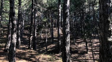 Sorgun Göleti Tabiat Parkı