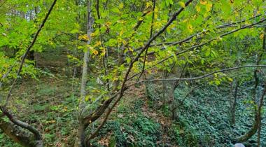 Yalova Harmankaya Tabiat Parkı