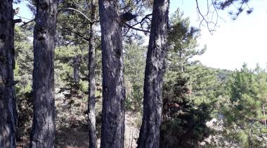 Durasan Şah Tabiat Parkı