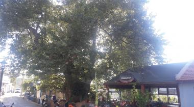 Muğla Söğüt Köyü Çınarı Tabiat Anıtı