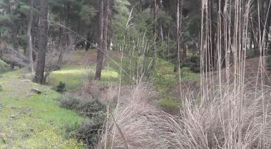 Hisar Çamlığı Tabiat Parkı