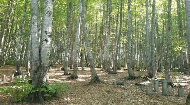 Göldağı Tabiat Parkı