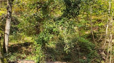 Yalova Harmankaya Tabiat Parkı