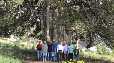 Isparta Söğüt Yaylası Ulu Ardıcı Tabiat Anıtı