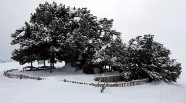Konya Ağıl Ardıç Ağacı Tabiat Anıtı (Anıt Ardıç)