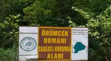 Gümüşhane Örümcek Ormanı Göknarı - 1 Tabiat Anıtı