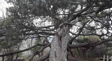 Karabük Eskipazar Türbe Çamı Tabiat Anıtı