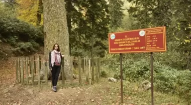 Gümüşhane Örümcek Ormanı Göknarı - 1 Tabiat Anıtı