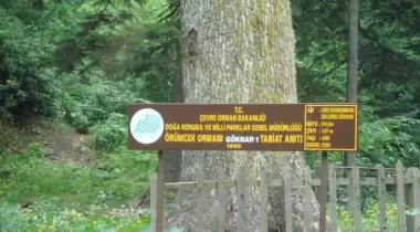 Gümüşhane Örümcek Ormanı Göknarı - 1 Tabiat Anıtı
