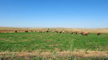 Kırşehir Seyfe Gölü Tabiatı Koruma Alanı