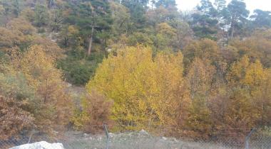 Isparta Kırıntı Köyü Çınar Ağacı Tabiat Anıtı