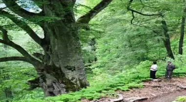 Artvin Kamilet Doğu Kayını Tabiat Anıtı