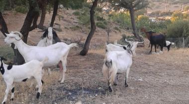 İzmir Kunduracı Çınarı Tabiat Anıtı