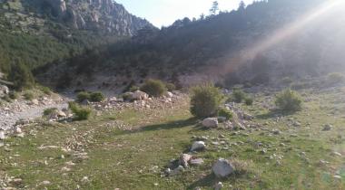 Isparta Barla Sedir Ağacı Tabiat Anıtı